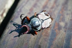 Dicronocephalus adamsi