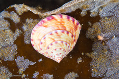 Calliostoma zizyphinum