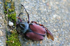 Dicronocephalus adamsi