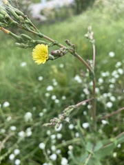 Lactuca serriola