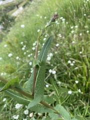 Lactuca serriola