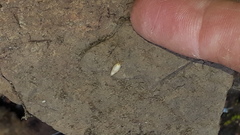 Nicoletiidae