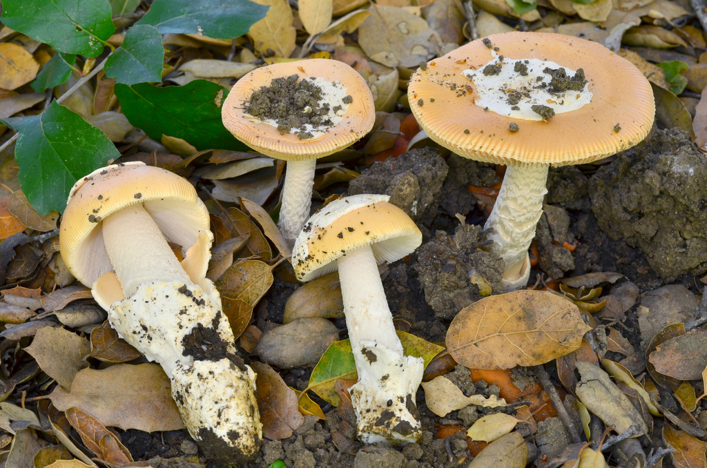 springtime amanita