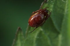 Hypsosinga sanguinea
