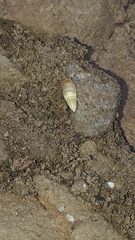 Nicoletiidae