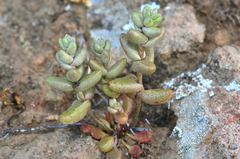 Dudleya blochmaniae blochmaniae