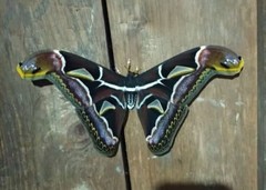 Archaeoattacus edwardsii