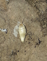 Nicoletiidae