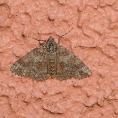 Ascotis fortunata