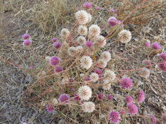 Gomphrena canescens