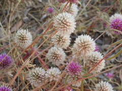Gomphrena canescens