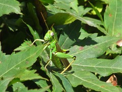 Ognevia longipennis