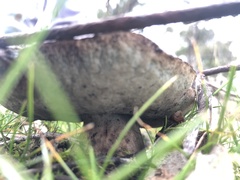 Boletus carramarus