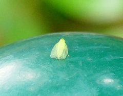 Tropiduchinae
