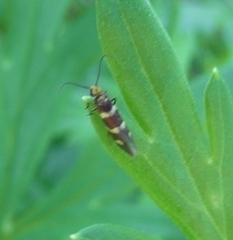 Micropterix aureatella