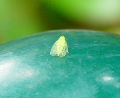 Tropiduchinae