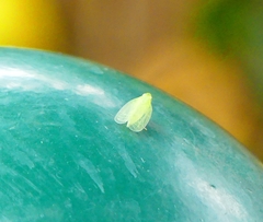 Tropiduchinae
