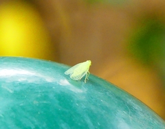 Tropiduchinae