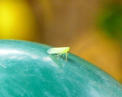 Tropiduchinae