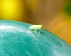Tropiduchinae