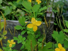 Chelidonium majus