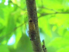 Leptosemia takanonis