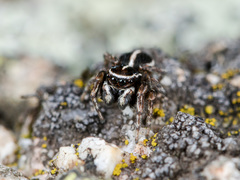 Attulus monstrabilis