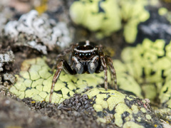 Attulus monstrabilis