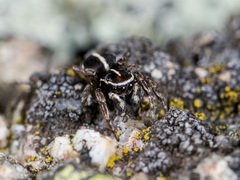 Attulus monstrabilis