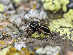 Attulus monstrabilis