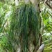 Shoestring Fern - Photo (c) Mark Connolly, some rights reserved (CC BY-NC), uploaded by Mark Connolly