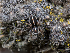 Attulus monstrabilis