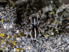 Attulus monstrabilis