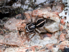 Attulus monstrabilis