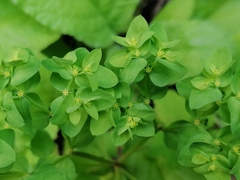 Euphorbia peplus