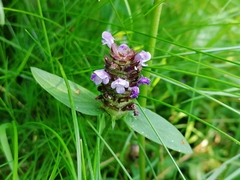 Prunella vulgaris