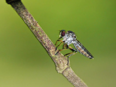 Ommatiini