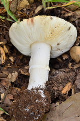 Leucoagaricus amanitoides