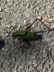 Eupholidoptera leucasi