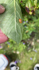 Harmonia axyridis