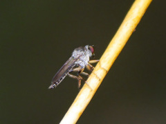 Ommatiini