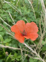 Papaver rhoeas