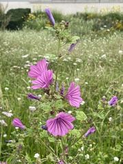 Malva sylvestris