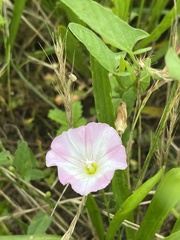 Convolvulus arvensis