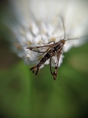 Pyropteron triannuliformis