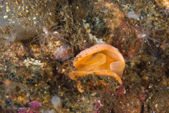Terebratulina retusa