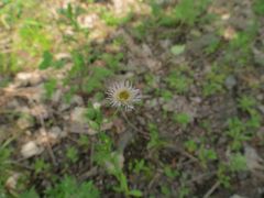 Erigeron acris
