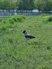 Corvus cornix