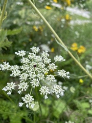 Daucus carota