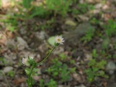 Erigeron acris